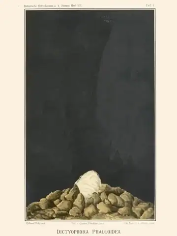 Lámina botánica antigua de Dictyophora phalloidea, un hongo con velo de encaje