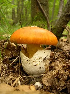 Fig 3. La volva es la parte con forma de taza en la base de esta Amanita caesarea.La volva es la parte con forma de taza en la base de esta Amanita caesarea. (imagen obtenida de wikipedia, enlace en la foto)
