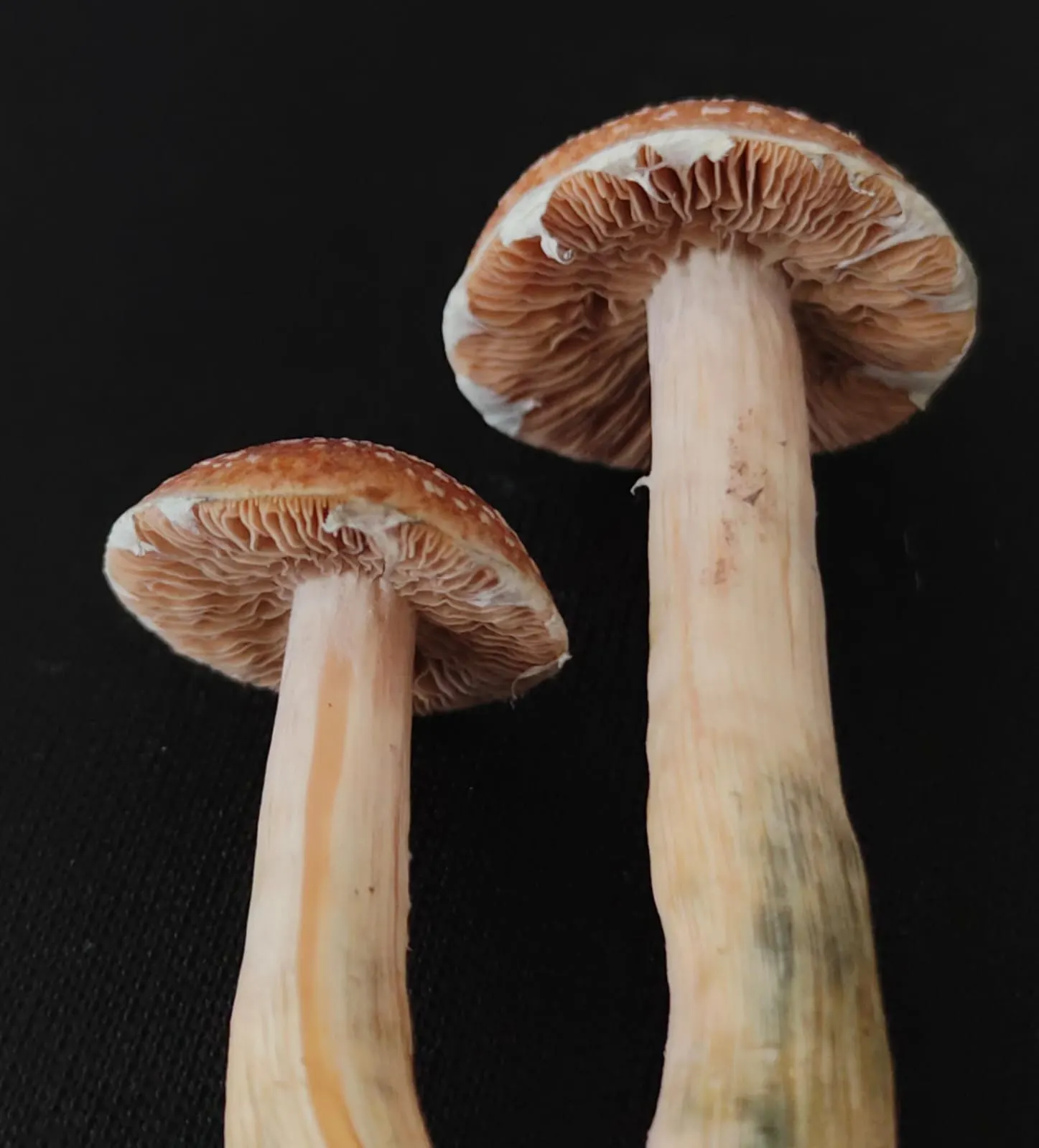 Fig 2. P. cubensis, nótese la coloración de sus láminas jóvenes, son claras, mientras que en una seta madura, la coloración se torna café - púrpura oscuro