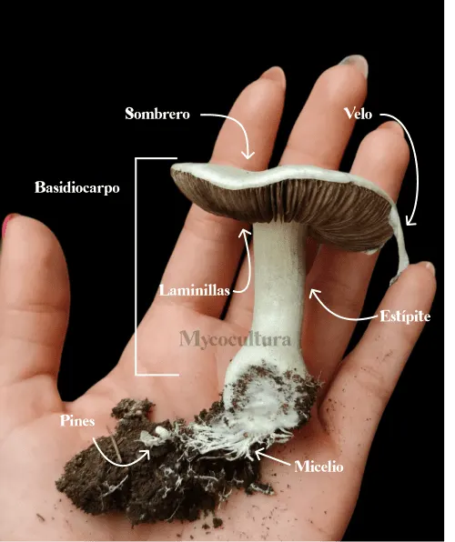 Fig. 1 P. cubensis. Partes de una Seta