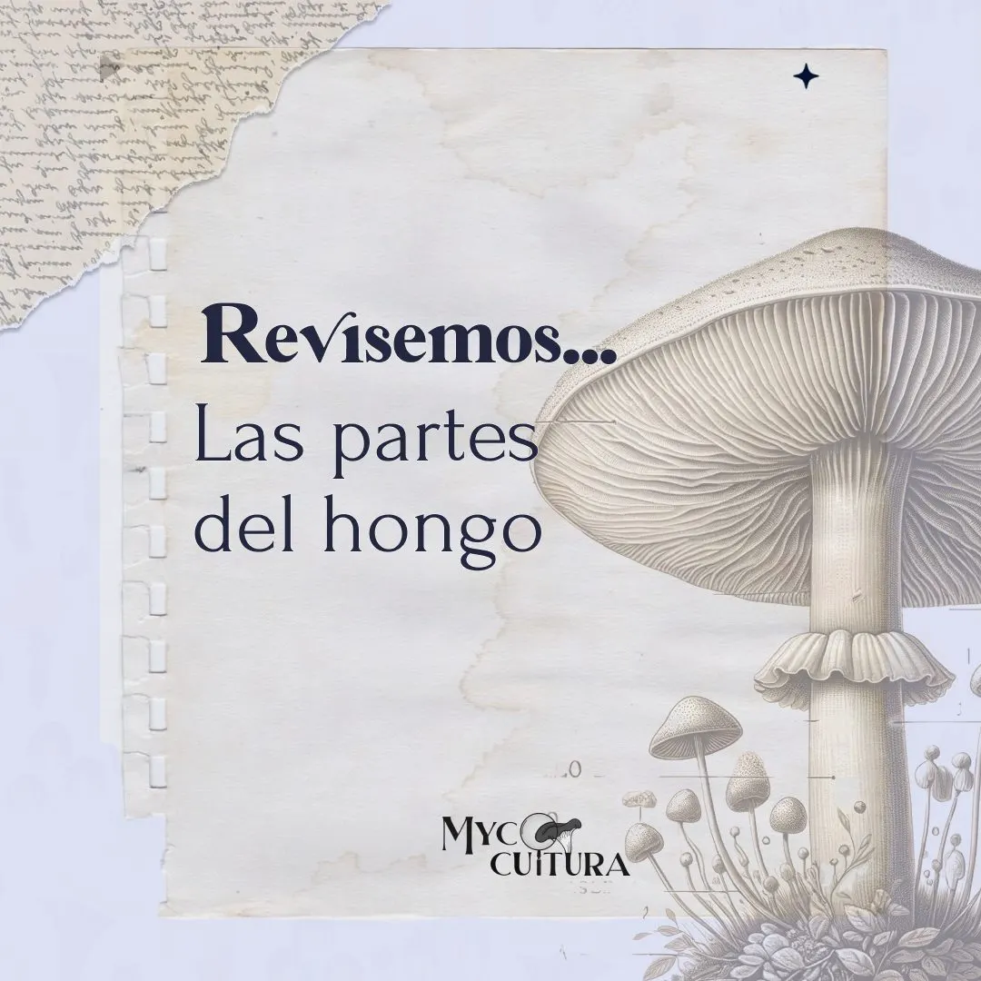 Publicación de Instagram: Partes de una Seta