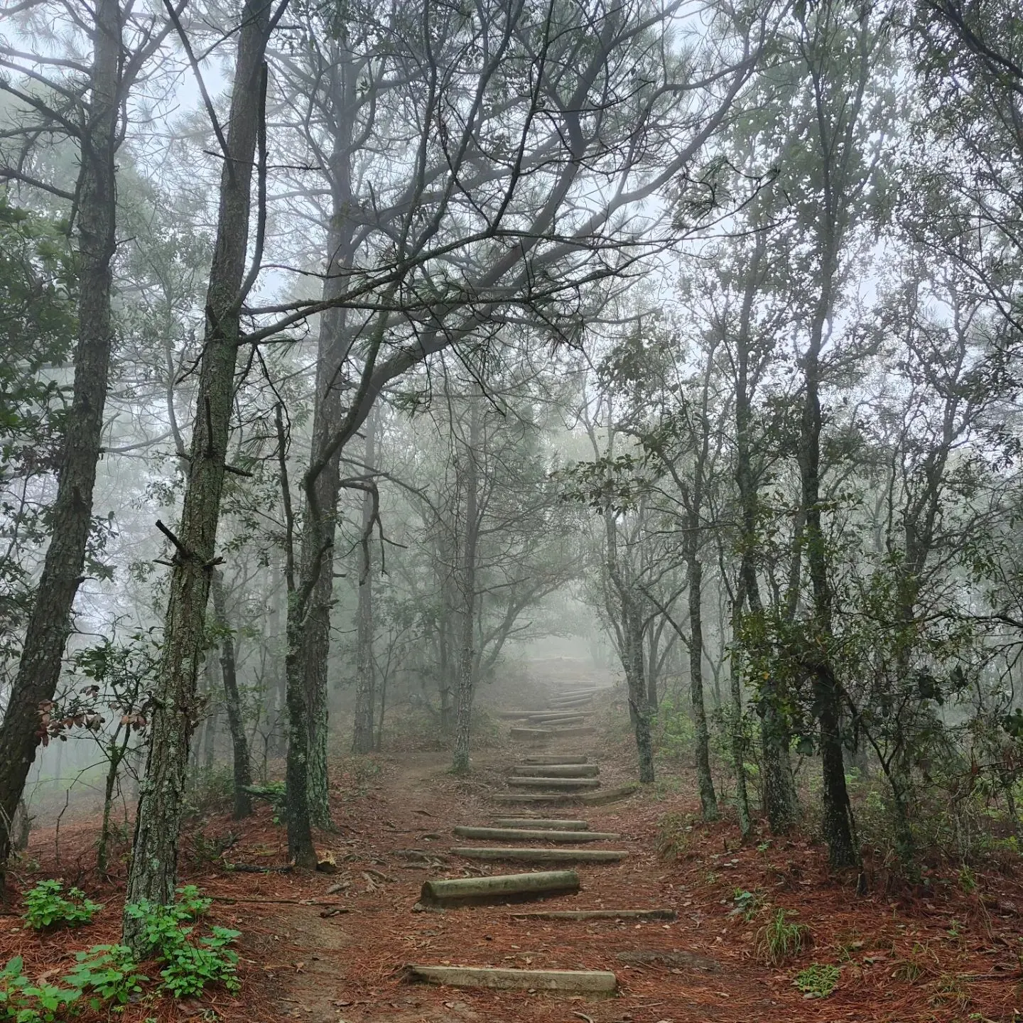 Escalones de tierra entre árboles cubiertos de niebla