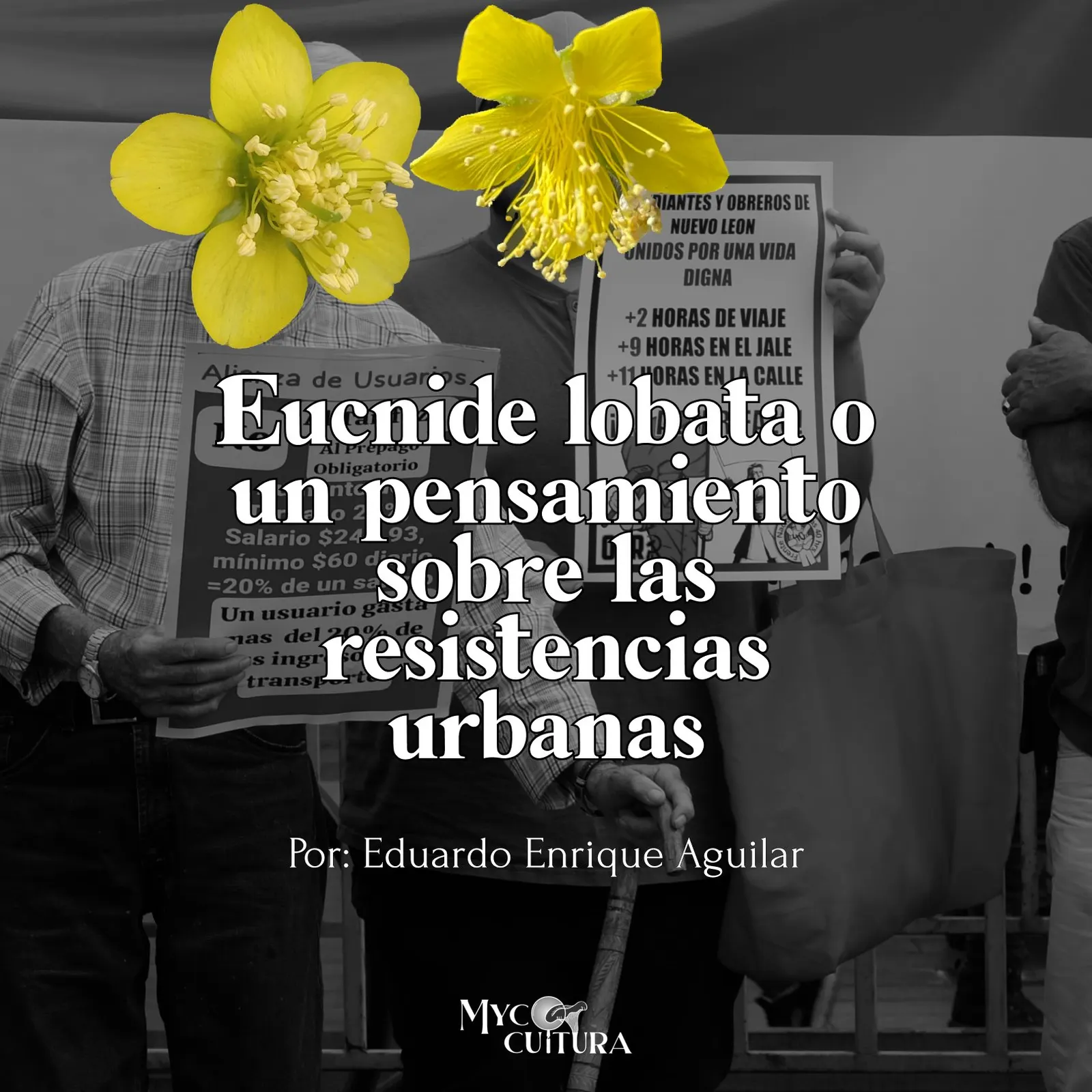 Publicación 5 del Instagram de Mycocultura