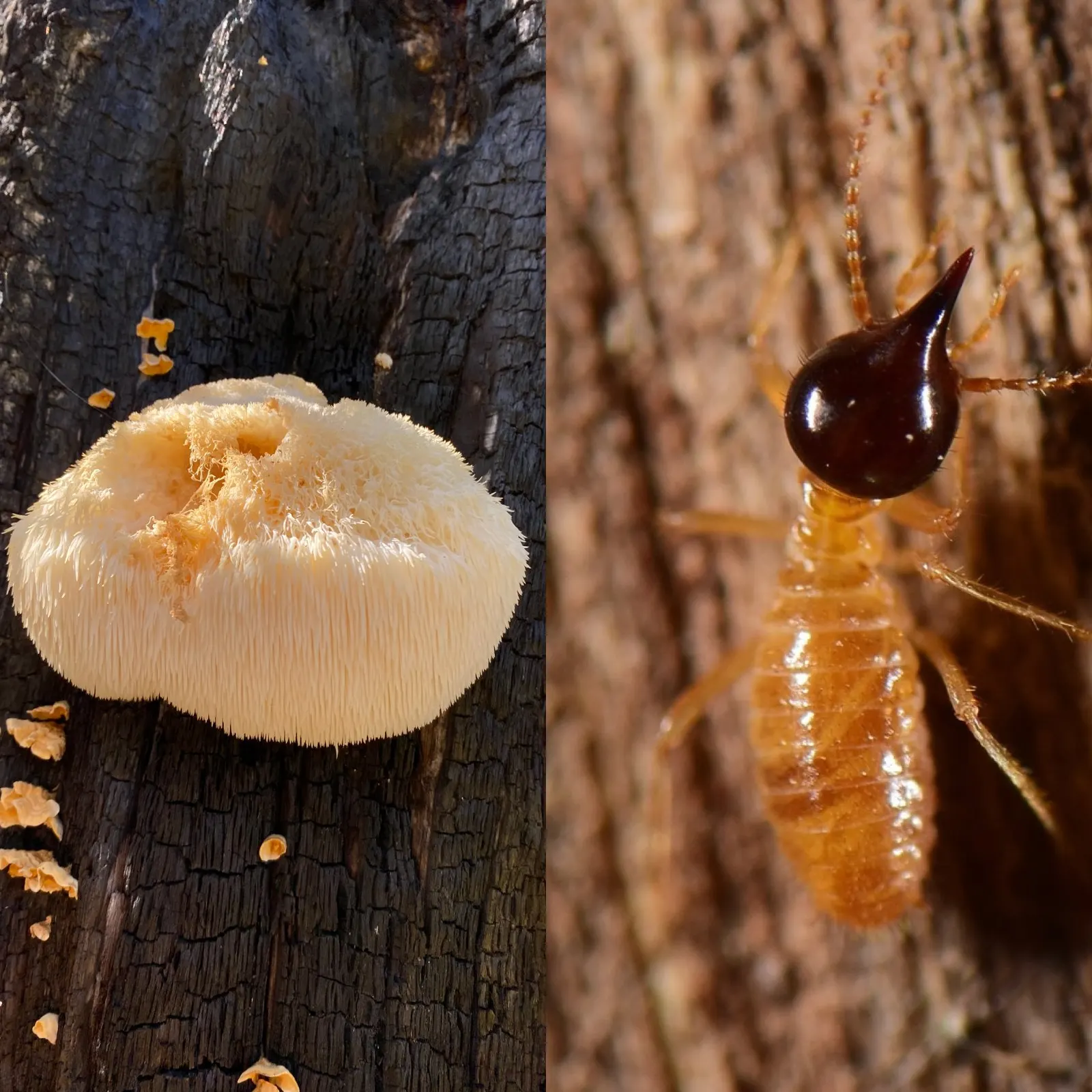 Publicación 3 del Instagram de Mycocultura