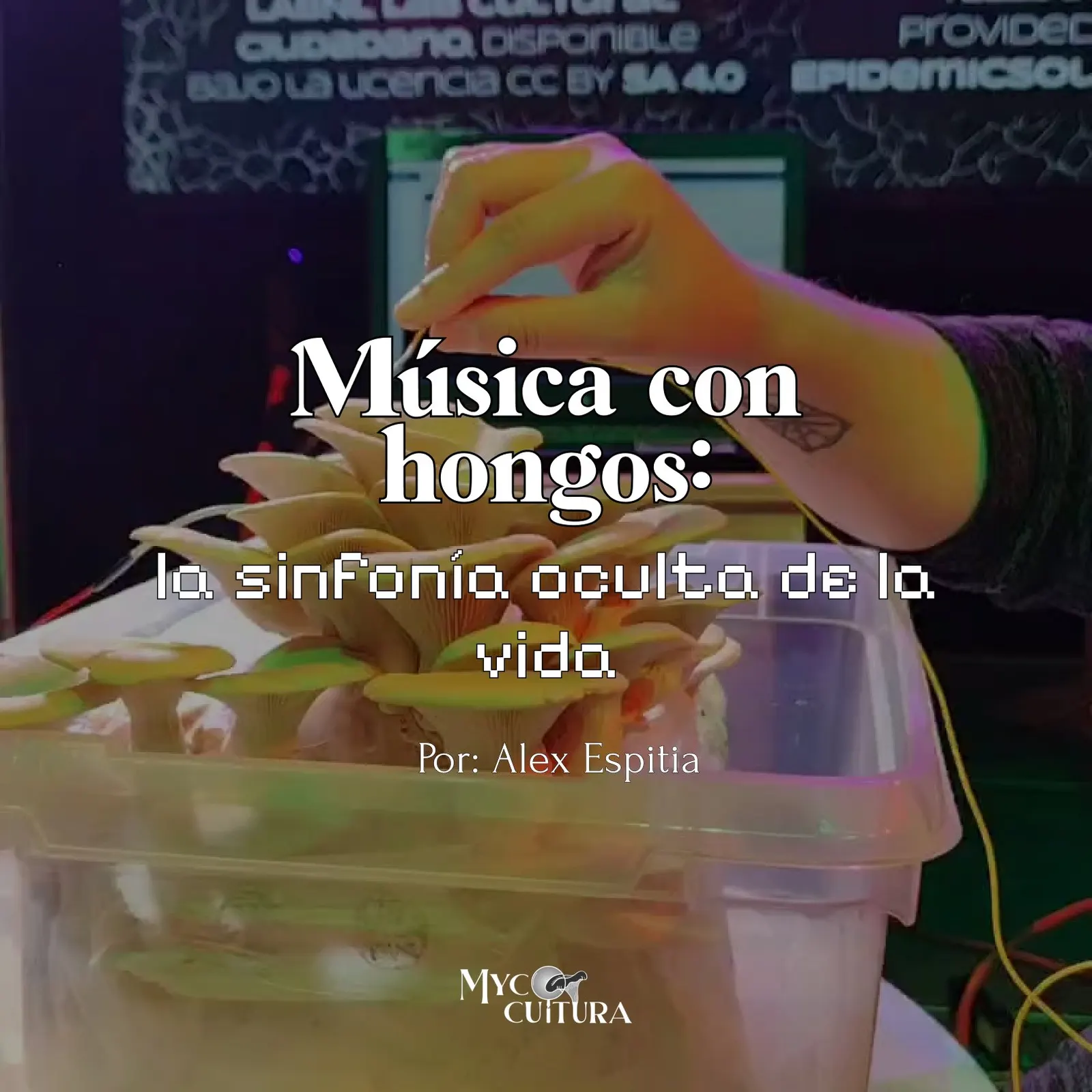 Publicación 2 del Instagram de Mycocultura