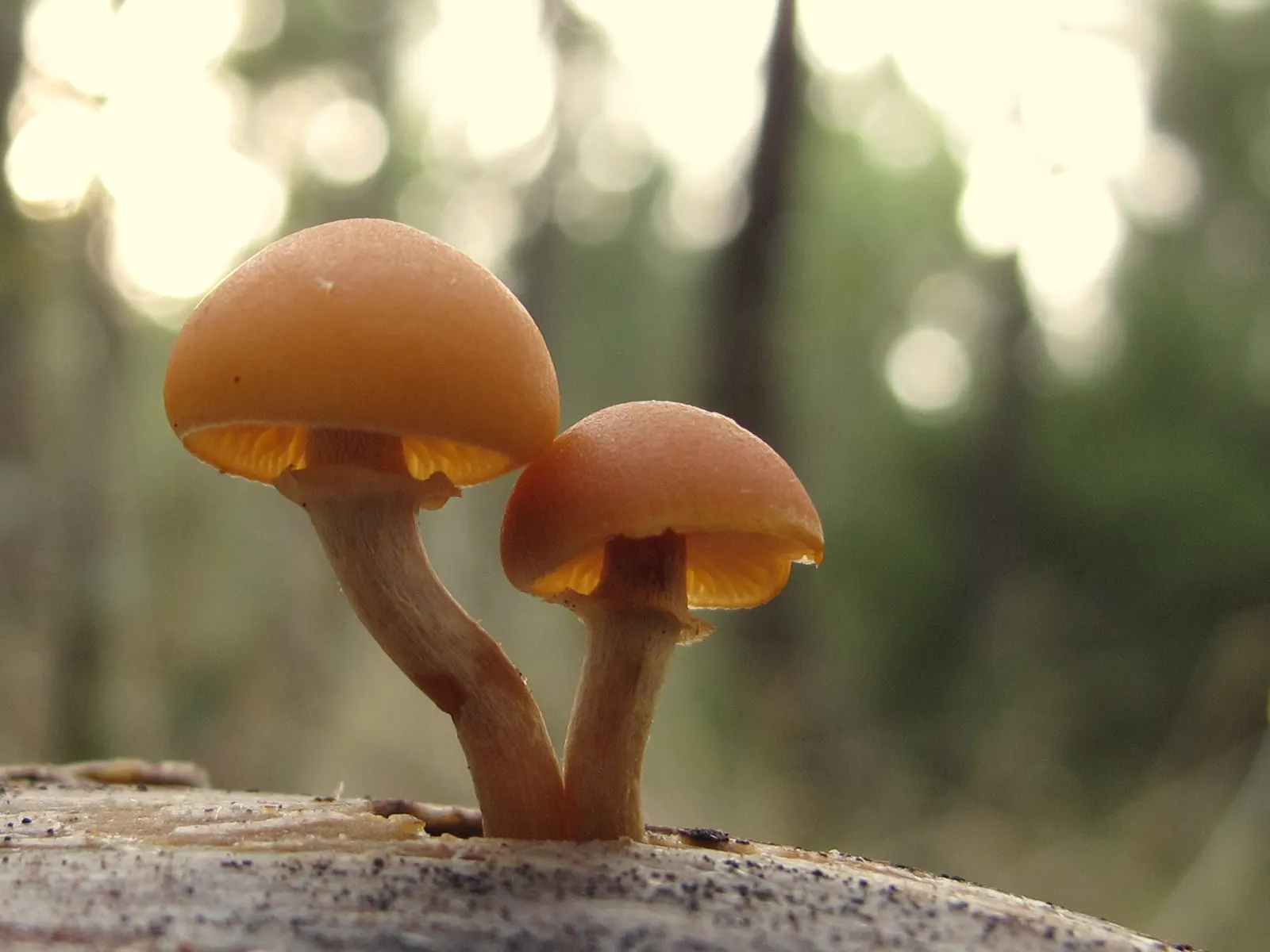 G.marginata desintegra coníferas