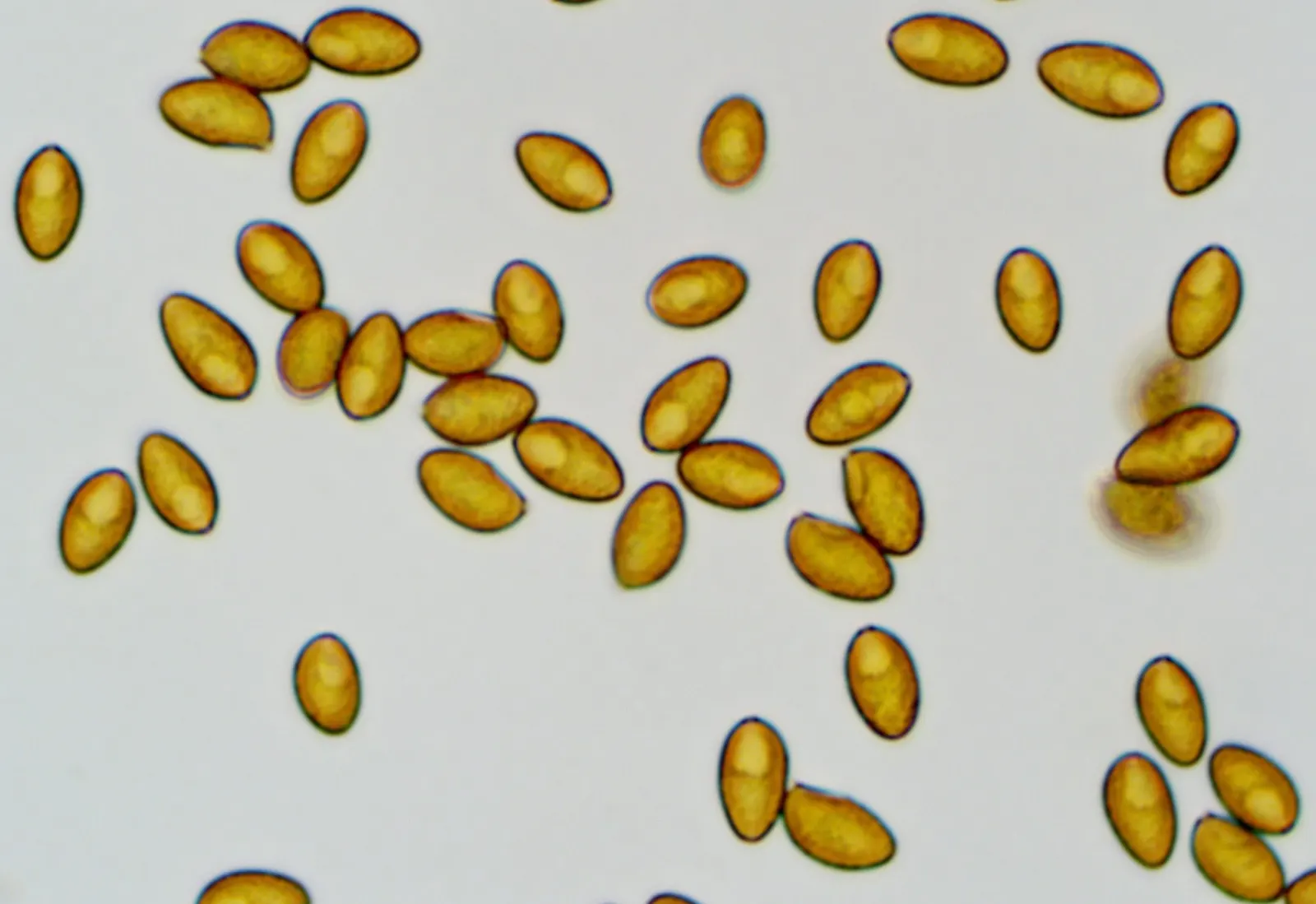 Esporas de G. marginata