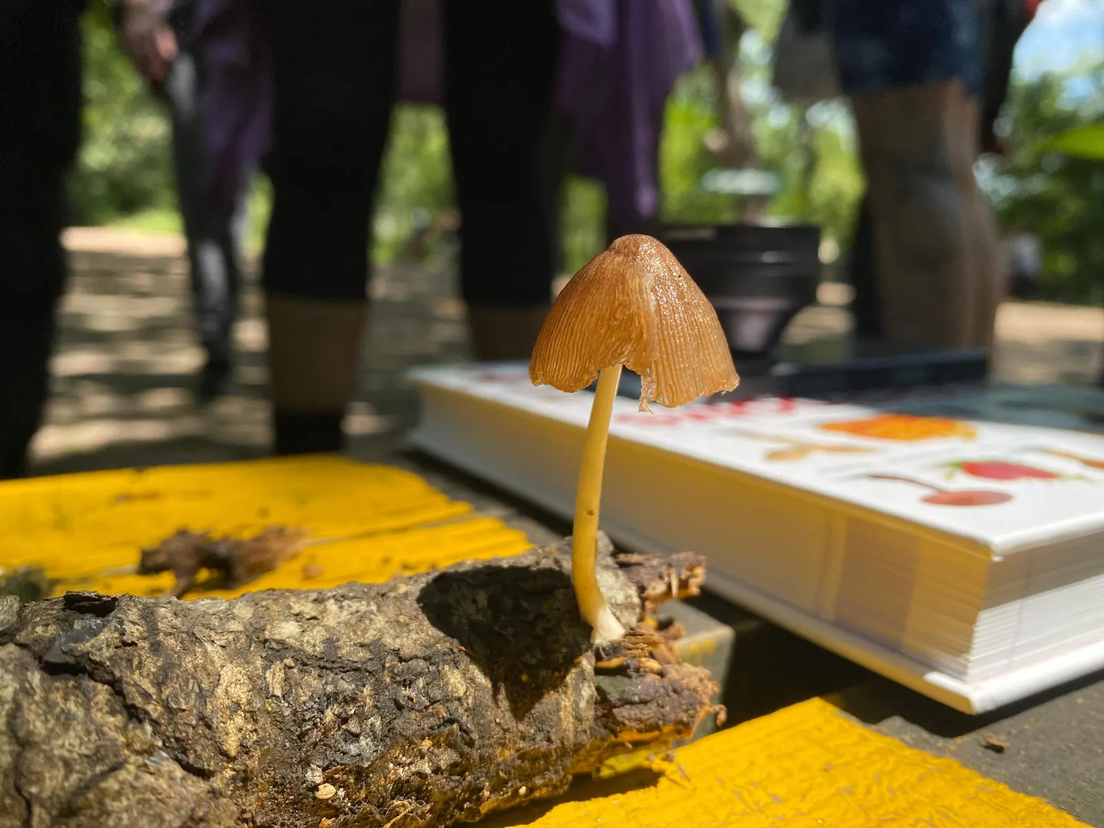 Pluteus